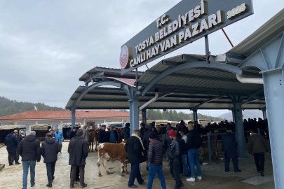 Tosya’da Hayvan Pazarı Şap nedeniyle kapatıldı