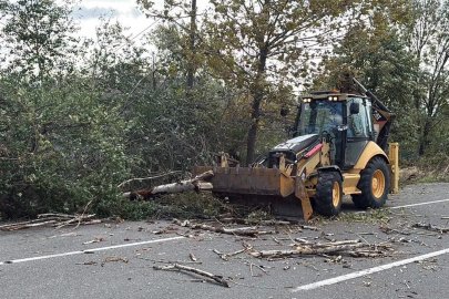 Tekirdağ'da fırtına; ağaç ve telefon direği devrildi