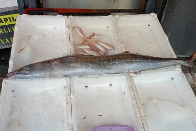 Mersin'de balıkçılar 12 kiloluk ceylan balığı yakaladı