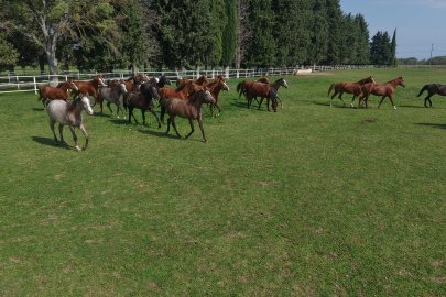 7 asırlık harada milyonluk yarış atları yetiştiriliyor
