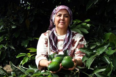 Adana'da avokadonun kilosu 110 liraya düştü