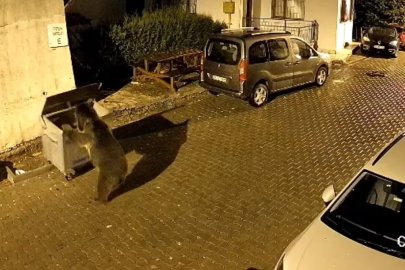 bbbbbbaaaalAyının çöp konteyneri ile oyunu kamerad