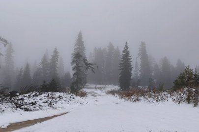 Mantar toplamak için ormana gidenlere kar sürprizi