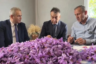 Safranbolu’da safran hasadı sürüyor; kilosu 800 bin TL
