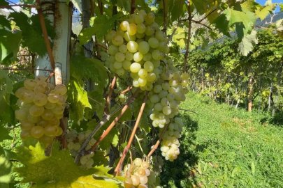 Aromasıyla meşhur 'Peterek' üzümünde hasat zamanı