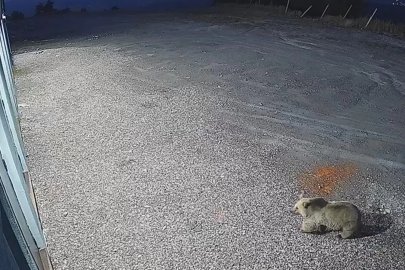 Sarıkamış’ta bozayı kameralara yansıdı