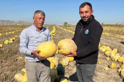 Nevşehir'de tescilli çerezlik çekirdek elde edilen kabakta hasat zamanı