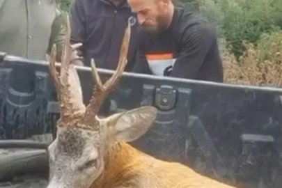 Yol kenarındaki bulduğu yaralı ceylanı ekiplere teslim etti