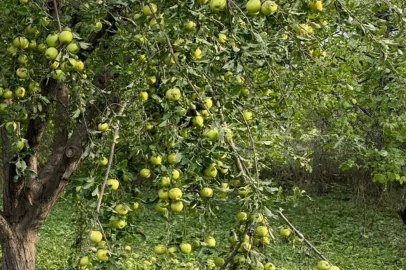 Iğdır'da dolu yağışı nedeniyle tarım arazileri zarar gördü