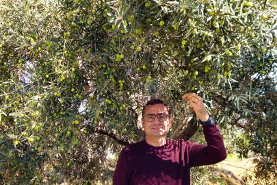 Antalya'da ‘var yılı’ olan zeytinde hasat zamanı