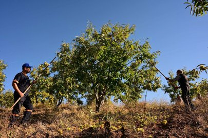 Demirci kestanesinde hasat başladı