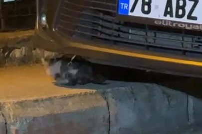 Otomobilin motor kısmına sıkışan yavru kedi kurtarıldı