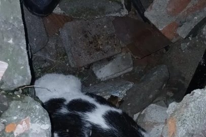 Yıkılan binanın enkazında sıkışmış halde bulunan kedi kurtarıldı