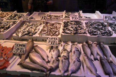 Karadeniz’de palamut göç etmeye başladı; hamsi bolluğu beklentisi