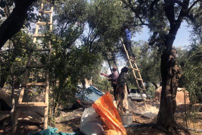 Mardin’in tescilli Derik zeytininde hasat başladı
