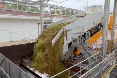 Alkollü içecek üreticileri üzüm alım miktarını artırdı