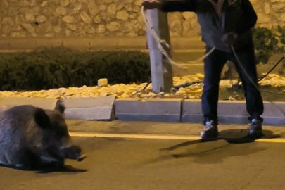 Otomobilin çarptığı yaban domuzunu kementle yol kenarına çekmeye çalıştı