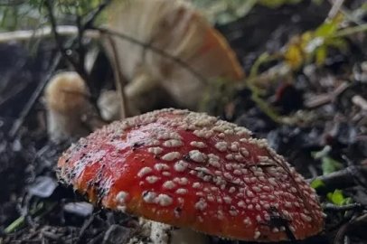 Bursa İl Sağlık Müdürlüğü’nden ‘mantar’ uyarısı