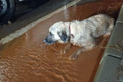 Arka bacakları kırık köpek tedaviye alındı